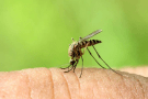 Ιός Δυτικού Νείλου: Πώς να προφυλαχτείτε από τη μετάδοσή του